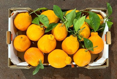 Foto Arance Tarocco Affogliate Calibro 2 Origine Italia Marchio Eccellenza Capitale   3